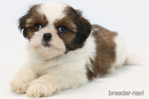 成約済の神奈川県のシーズー-346837の2枚目